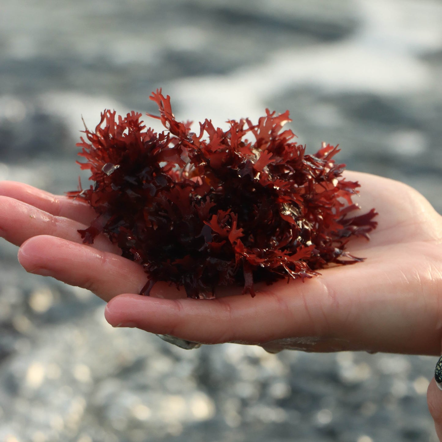fresh-red-dulse-seaweed-nutrient-rich-sustainable-organic-seafood-ecosystem-sustainable-antioxidants