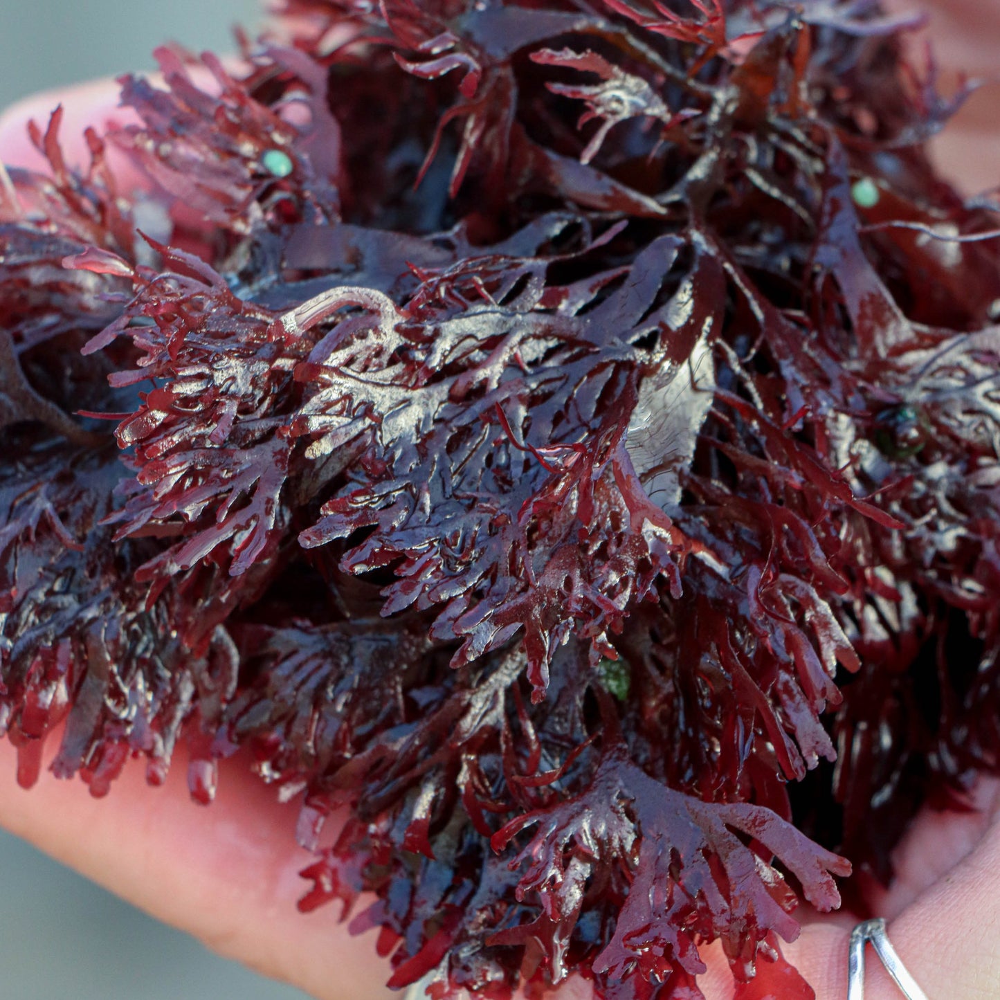 fresh-red-dulse-seaweed-nutrient-rich-sustainable-organic-seafood-farm-ecosystem-sustainable-antioxidants