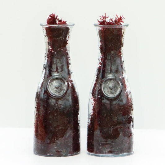 fresh-red-dulse-seaweed-nutrient-rich-sustainable-protein