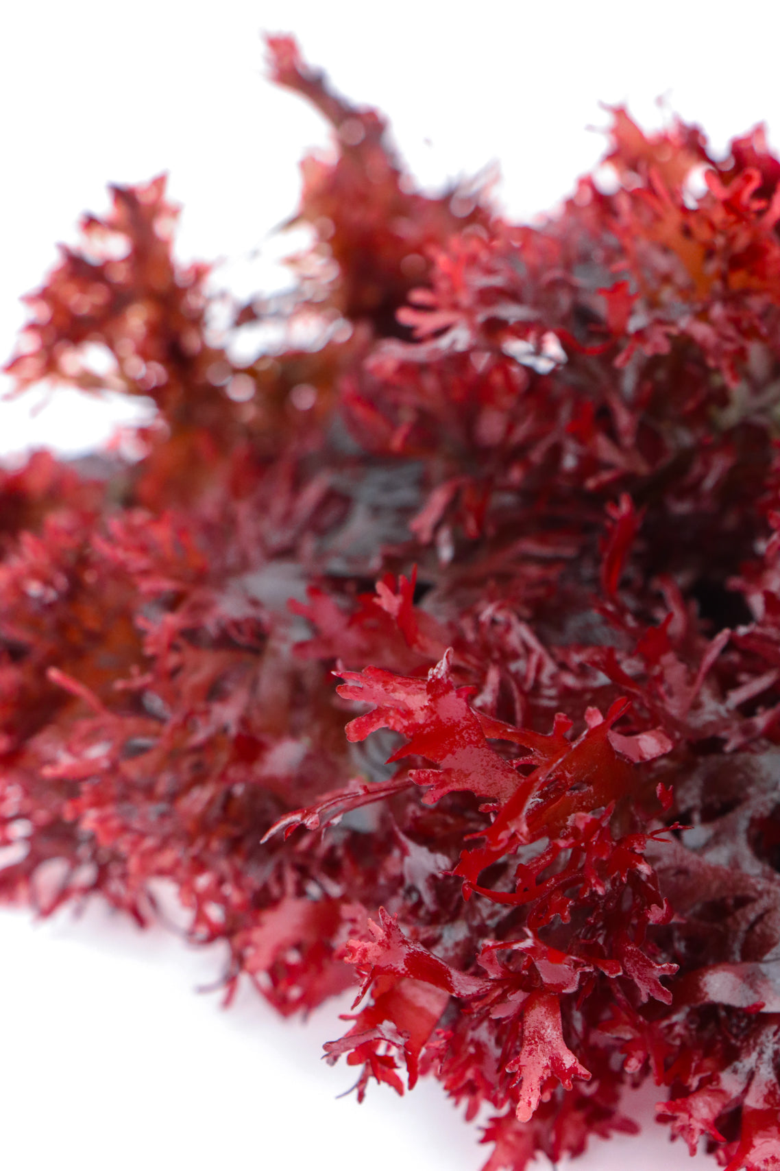 Available Dulse