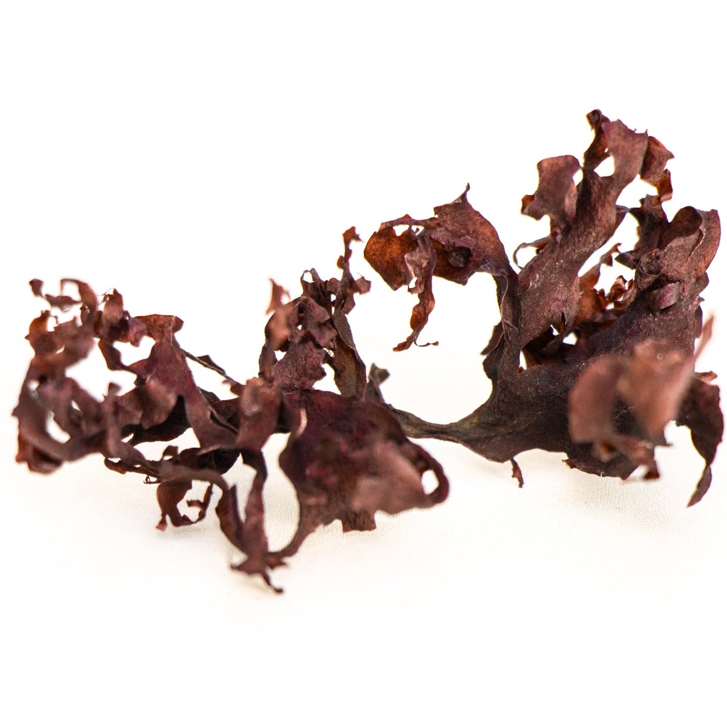 Dried Pacific Dulse Seaweed - 8 oz