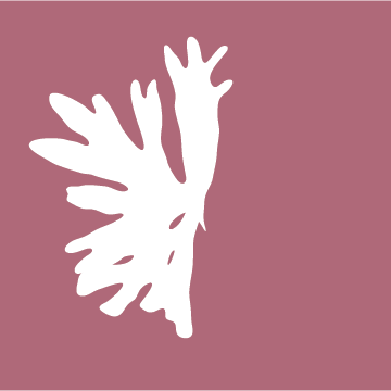 fresh-red-dulse-seaweed-nutrient-rich-sustainable-organic-flavor