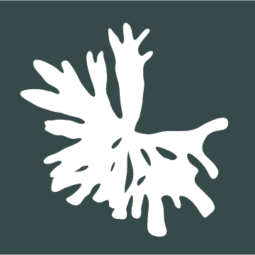 fresh-red-dulse-seaweed-nutrient-rich-sustainable-organic-healthy