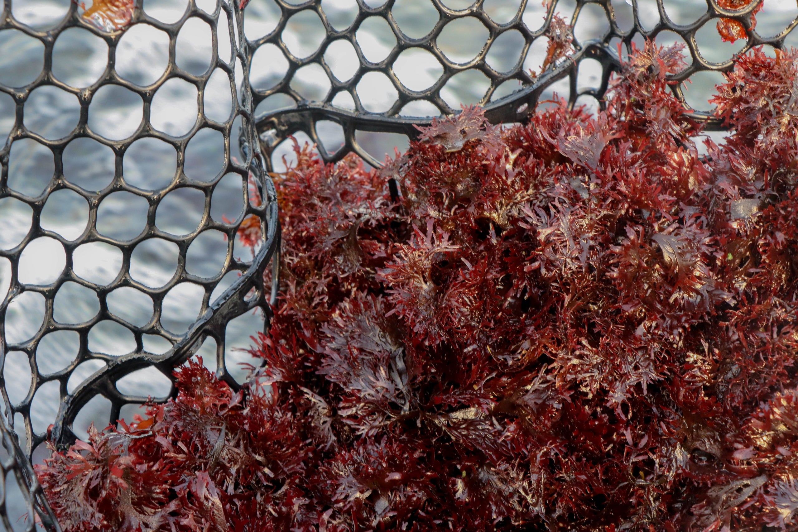 fresh-red-dulse-seaweed-nutrient-rich-sustainable-organic-minerals