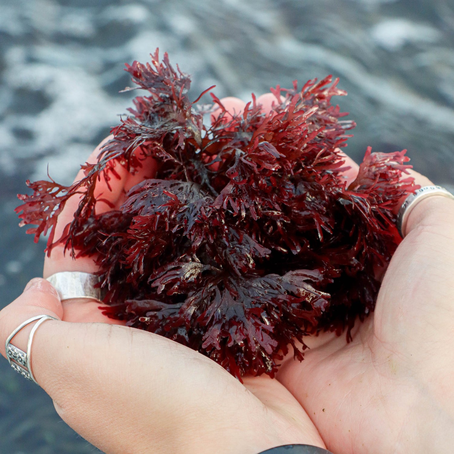 fresh-red-dulse-seaweed-nutrient-rich-sustainable-organic-seafood-ecosystem-sustainable-antioxidants-healthy