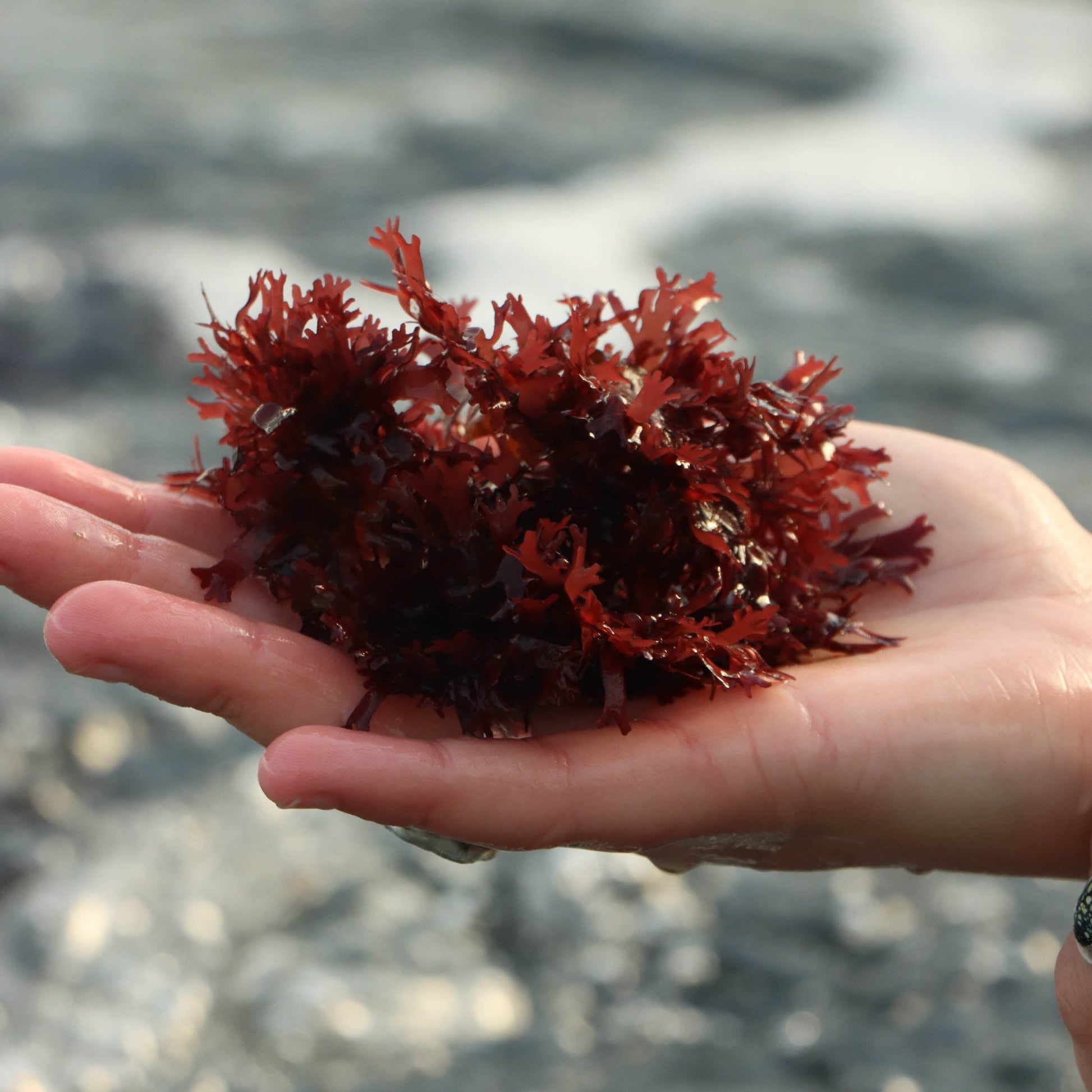 fresh-red-dulse-seaweed-nutrient-rich-sustainable-organic-seafood-ecosystem-sustainable-antioxidants