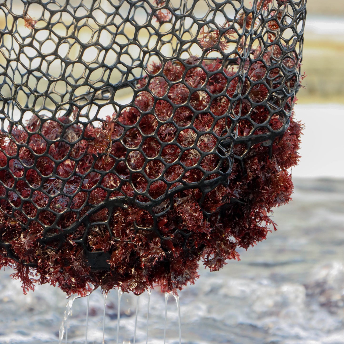 fresh-red-dulse-seaweed-nutrient-rich-sustainable-organic-seafood-farm-ecosystem-sustainable