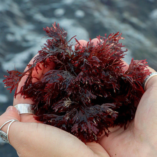 fresh-red-dulse-seaweed-nutrient-rich-sustainable-organic-seafood