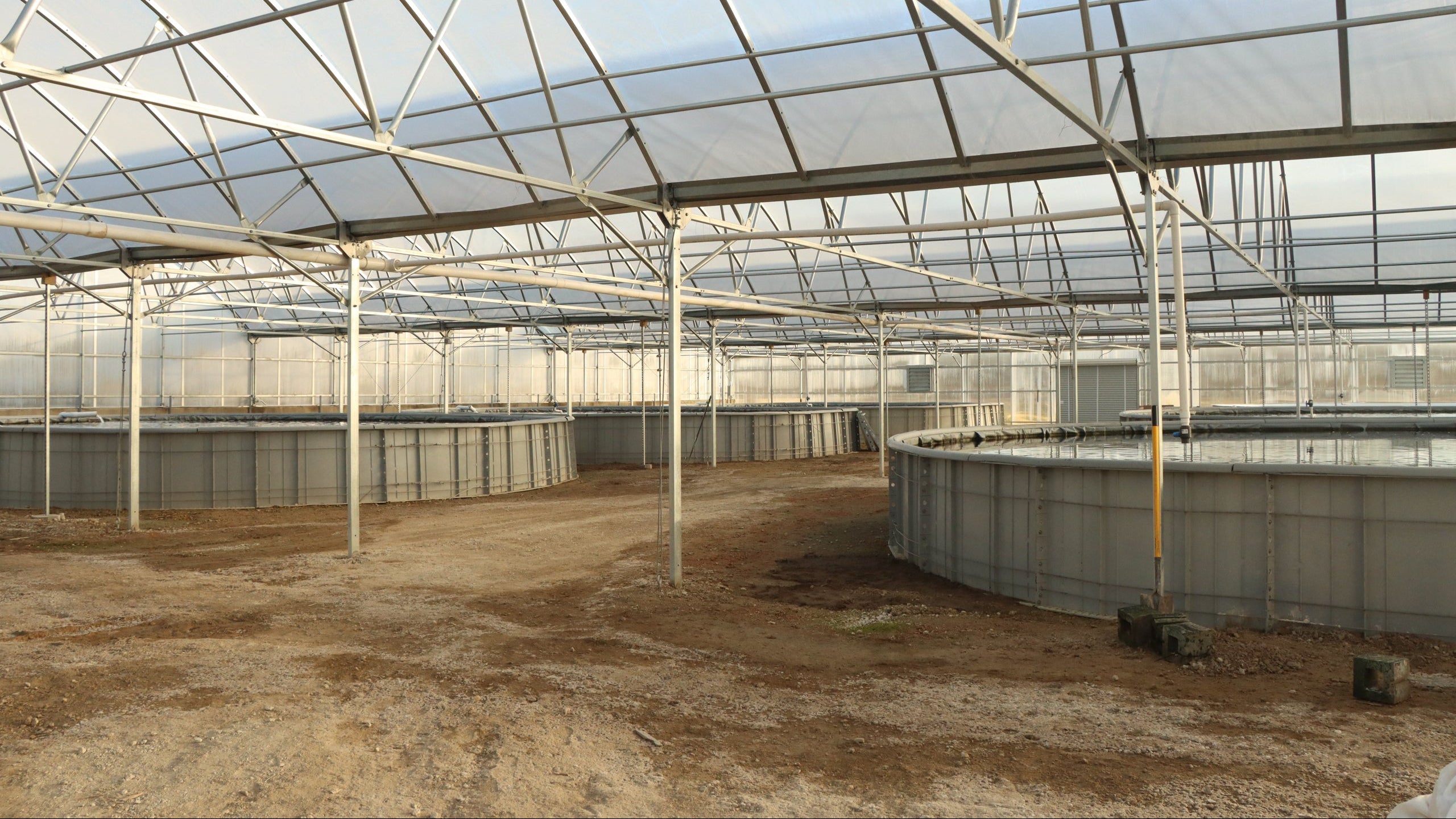 fresh-red-dulse-seaweed-nutrient-rich-sustainable-organic-tank-midwest