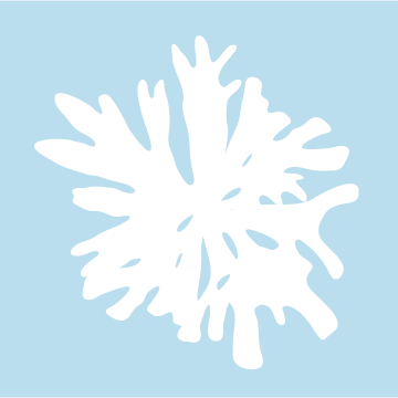 fresh-red-dulse-seaweed-nutrient-rich-sustainable-organic