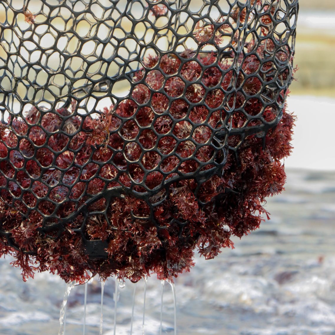 fresh-red-dulse-seaweed-nutrient-rich-sustainable-superfood-ocean